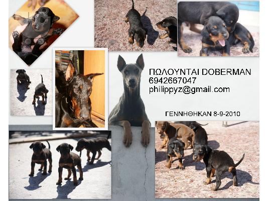PoulaTo: Doberman Ντοπερμαν Ντόμπερμαν